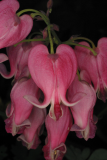 Dicentra 'King of Hearts' RCP10-2005 8.jpg